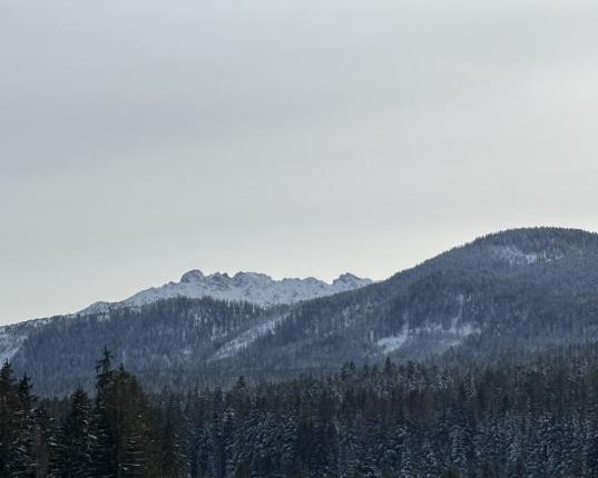 Rarität: altes Bauernhaus mit vorgelagertem Baugrundstück und Holzbezugsrecht, AUT